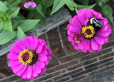 Bee on Pink Zinnia flowers