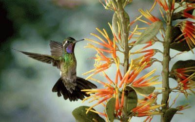 Flores exÃ³ticas y colibri