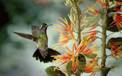 Flores exÃ³ticas y colibri jigsaw puzzle