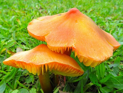 Pilze