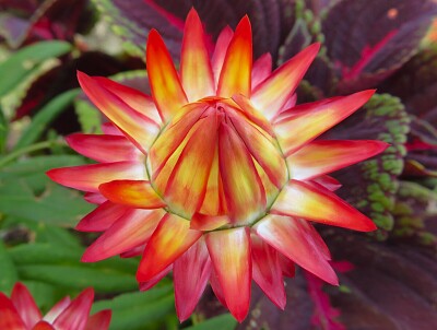 Strohblume