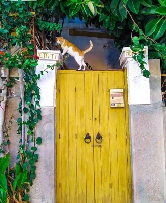 Gato
