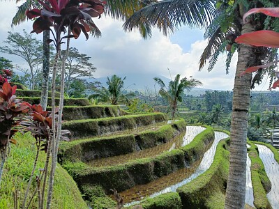 Rizières Bali Nord
