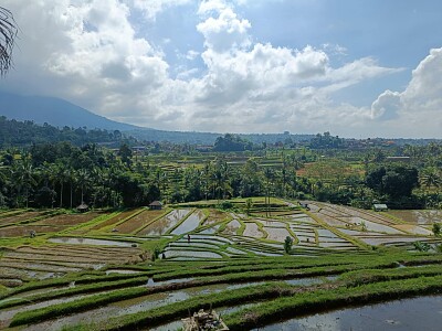 Rizières Bali Nord