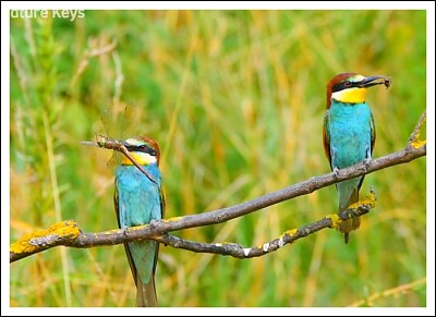 De jolis oiseaux