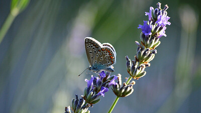 butterfly