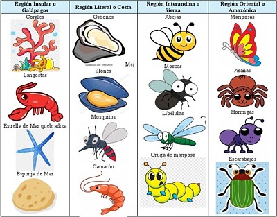 ANIMALES INVERTEBRADOS DEL ECUADOR
