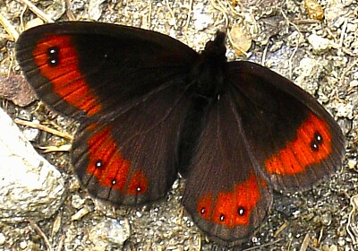 Mohrenfalter