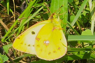 Goldene Acht