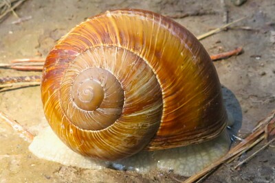 Schnecke