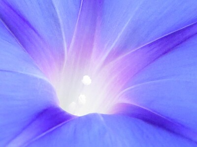 Blüte Zaunwinde