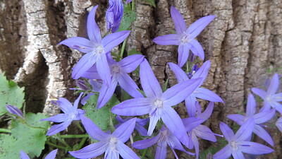 Sternblume
