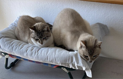 cat