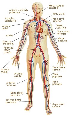 Sistema circulatório