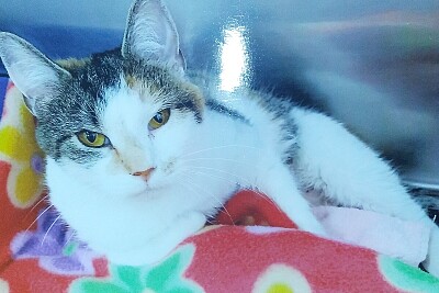 Miss Molly