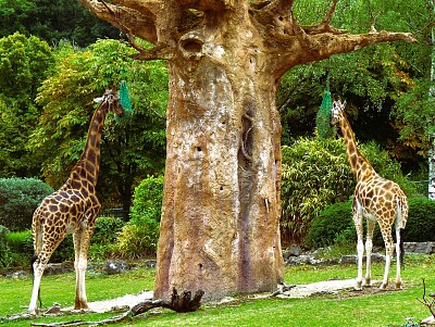 Giraffen