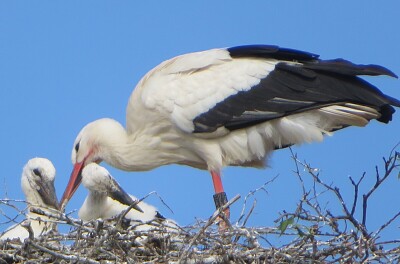 Storch