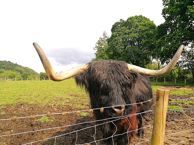 Schottland Rind