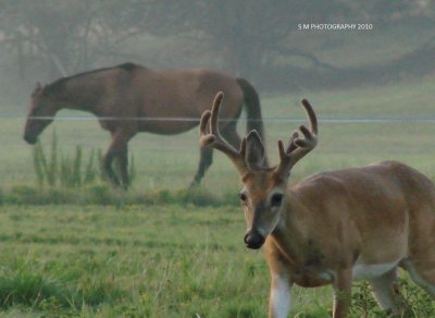 Buck and Horse