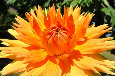 Dahlie