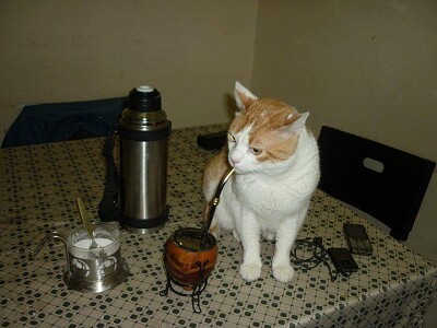 Gato matero