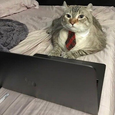 Gato de negocios