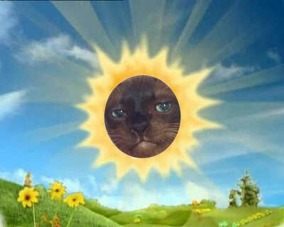 Gato sol
