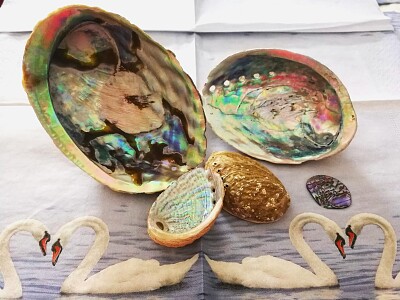 Pauamuscheln