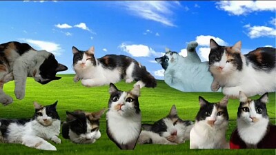 Gato