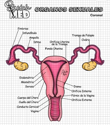 Aparato reproductor femenino