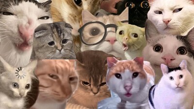 Gatos