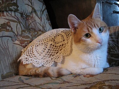 Gato abuela