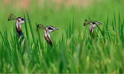 Pavos Silvestres