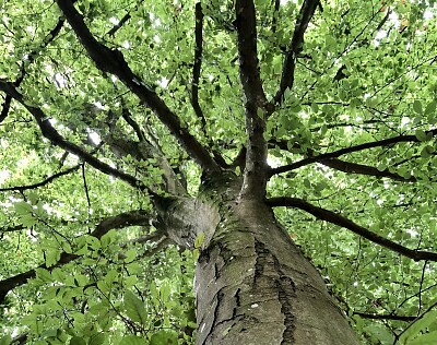 Tree canopy summer