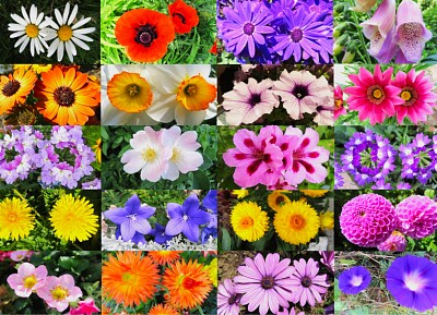 Blüten