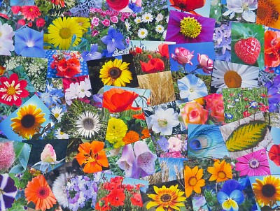 Blumen Collage
