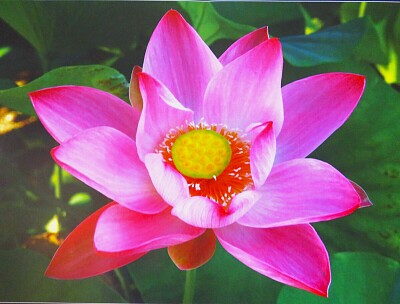 Lotusblüte