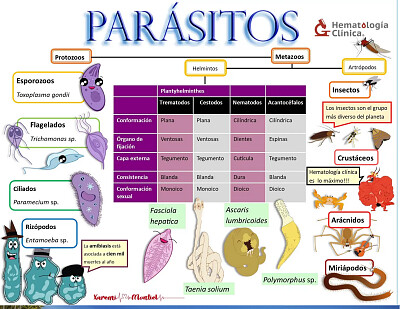 parasitologia