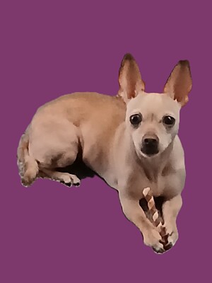 Miss Molly