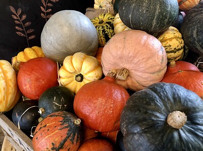 Pile of pumpkins   gourds