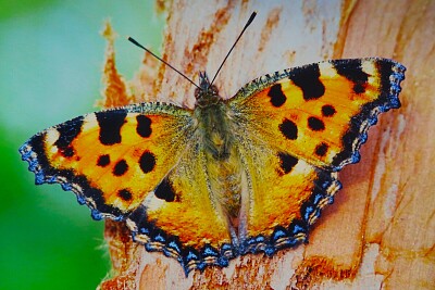 großer Fuchs