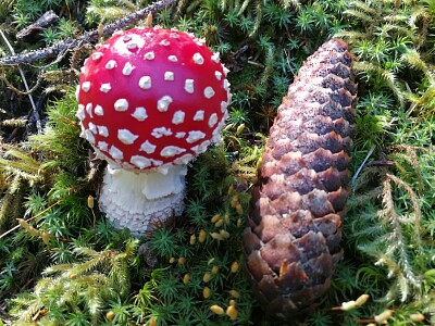 Fliegenpilz