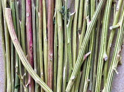 Striped stems: Fat Hen
