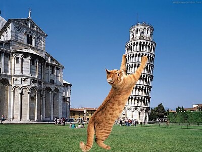 Gato invade italia