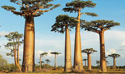 Palmeras Araucaria
