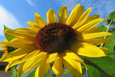 Sonnenblume