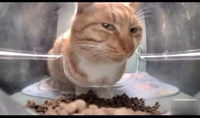 Gato sospecha