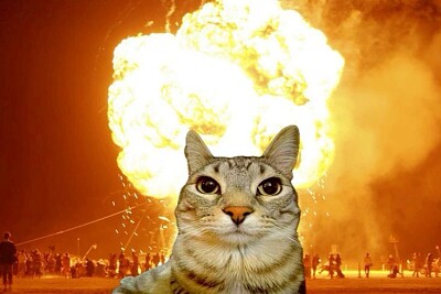 Gato malvado