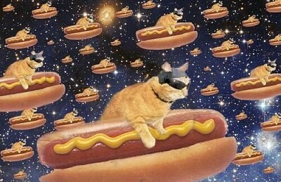 Gato pancho