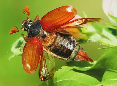 Maikäfer